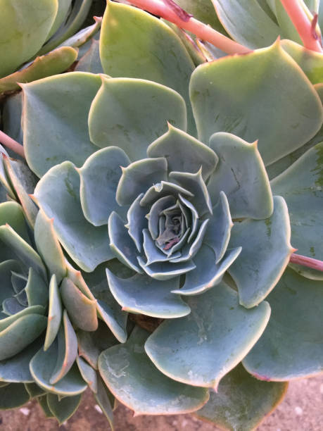 캐터스 배경기술 패턴 - ornamental garden plant tropical climate desert 뉴스 사진 이미지