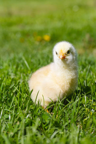 istock Cute baby chicken on the meadow 950342134