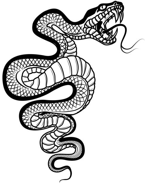 illustrazioni stock, clip art, cartoni animati e icone di tendenza di illustrazione serpente isolata su sfondo bianco. vipera. elemento di design per etichetta, emblema, segno, badge. - snake rattlesnake poisonous organism fang