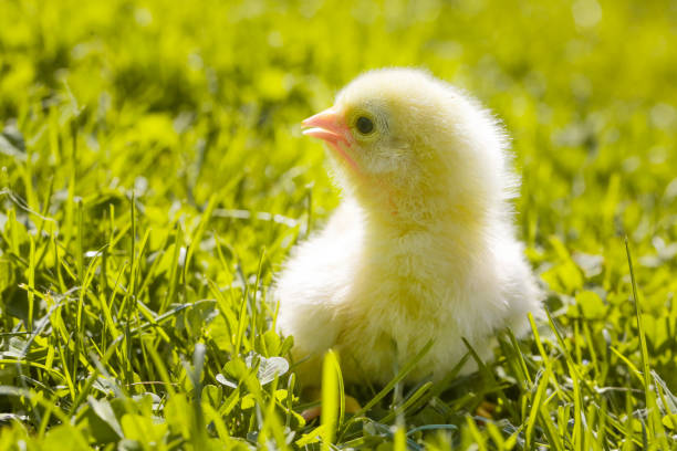 istock Cute baby chicken on the meadow 950342232