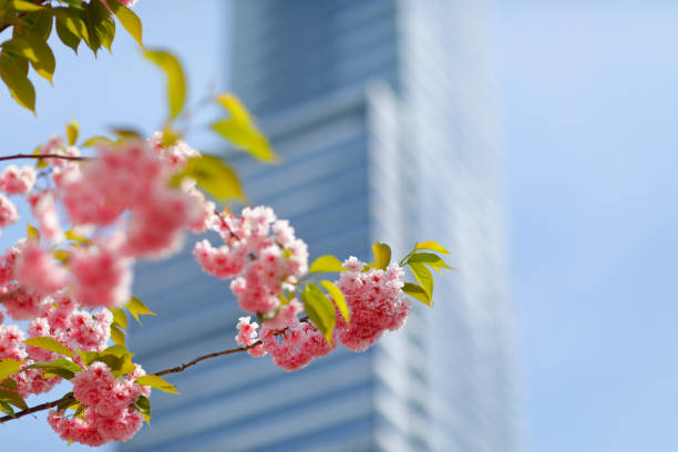 Blossoming ornamental plant in front of skyscraper, Cologne