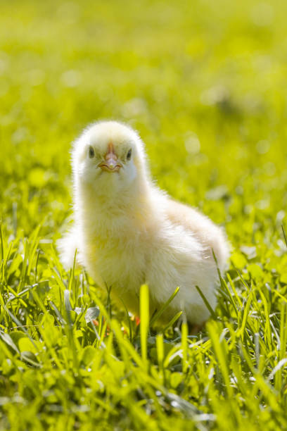 istock Cute baby chicken on the meadow 950344962