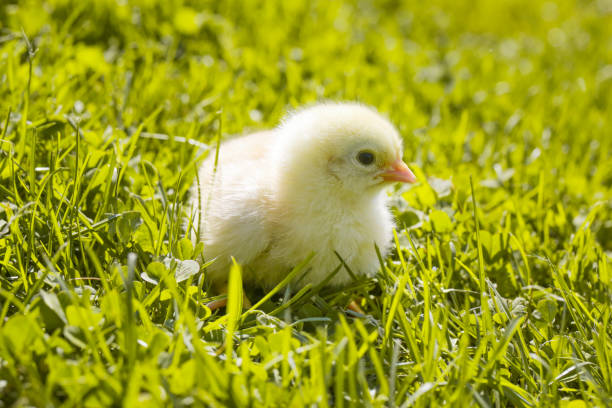 istock Cute baby chicken on the meadow 950344994
