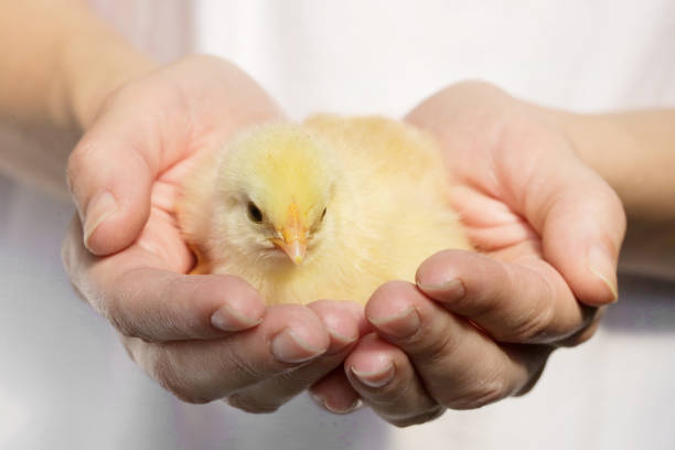 Cute baby chicken in the hands