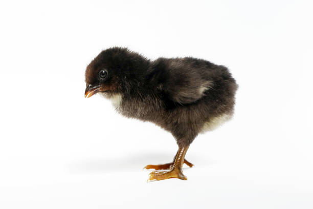 istock Cute baby chicken on white background 950345244