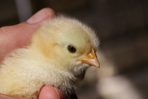 istock Cute baby chicken in the hands 950345602