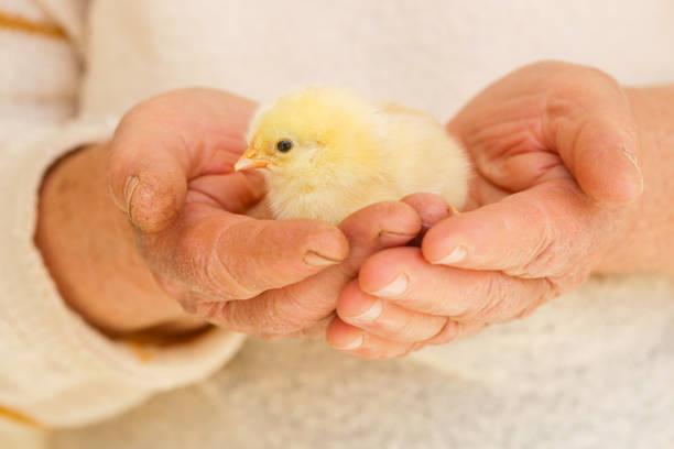istock Cute baby chicken in the hands 950346844