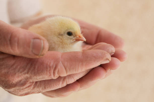 istock Cute baby chicken in the hands 950347564