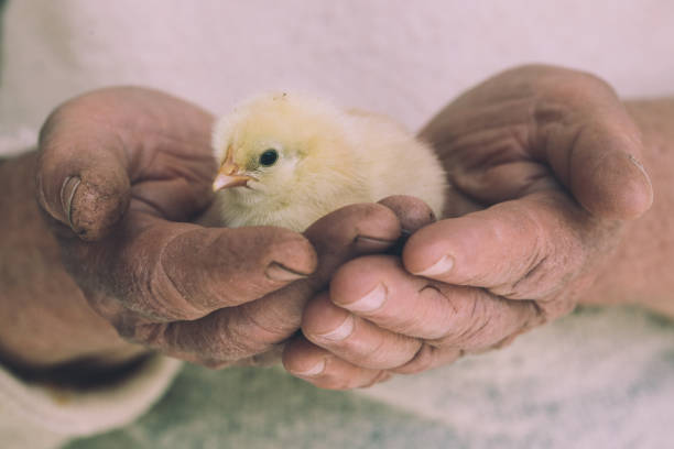 istock Cute baby chicken in the hands 950347624
