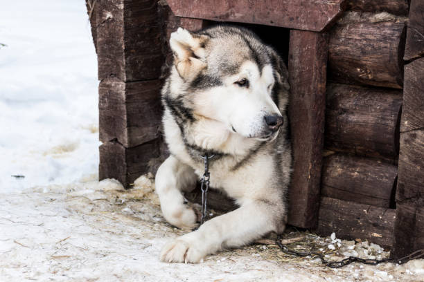 istock A beautiful big dog lies in a booth 950354446