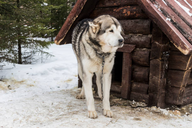 istock Beautiful big close-up dog 950354460
