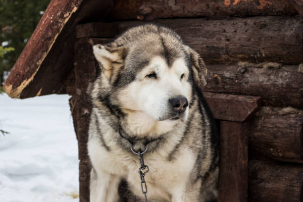 istock Beautiful big close-up dog 950354464
