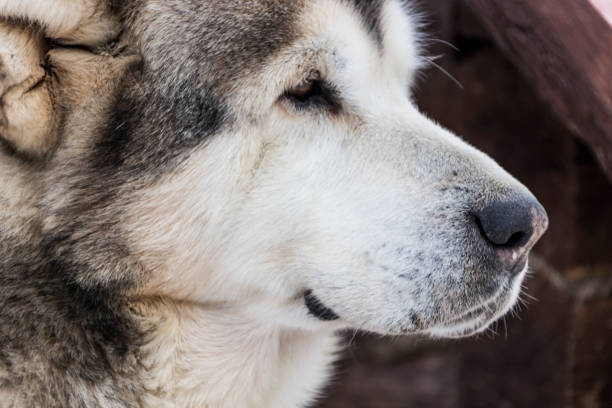 istock Beautiful big close-up dog 950354474