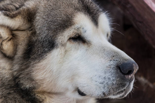 istock Beautiful big close-up dog 950354478