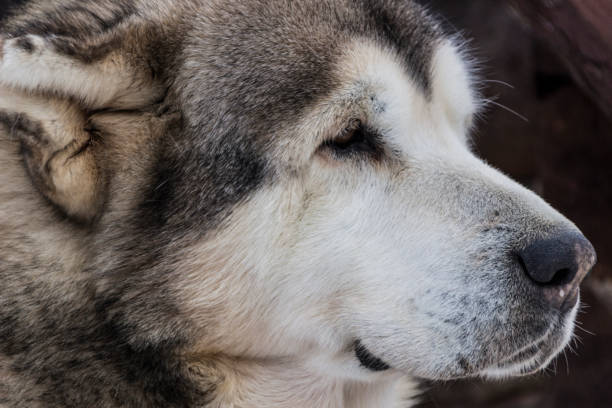 istock Beautiful big close-up dog 950354486