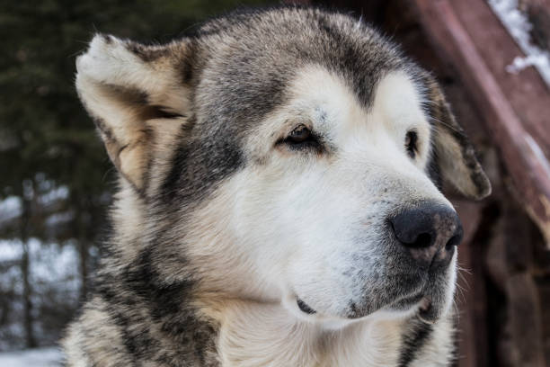 istock Beautiful big close-up dog 950354520
