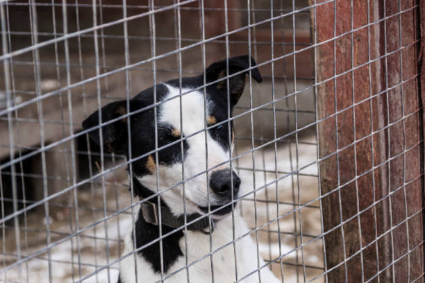 istock Two dogs behind the cage grille 950354574
