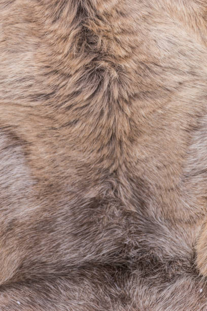 istock Skin of deer, background, texture 950354682