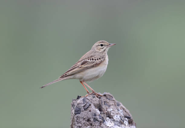The tawny pipit (Anthus campestris)