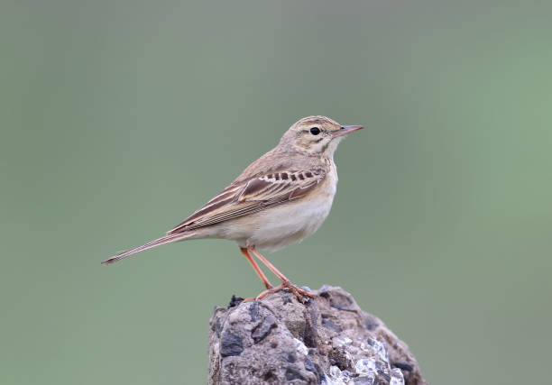 istock The tawny pipit (Anthus campestris) 950355048