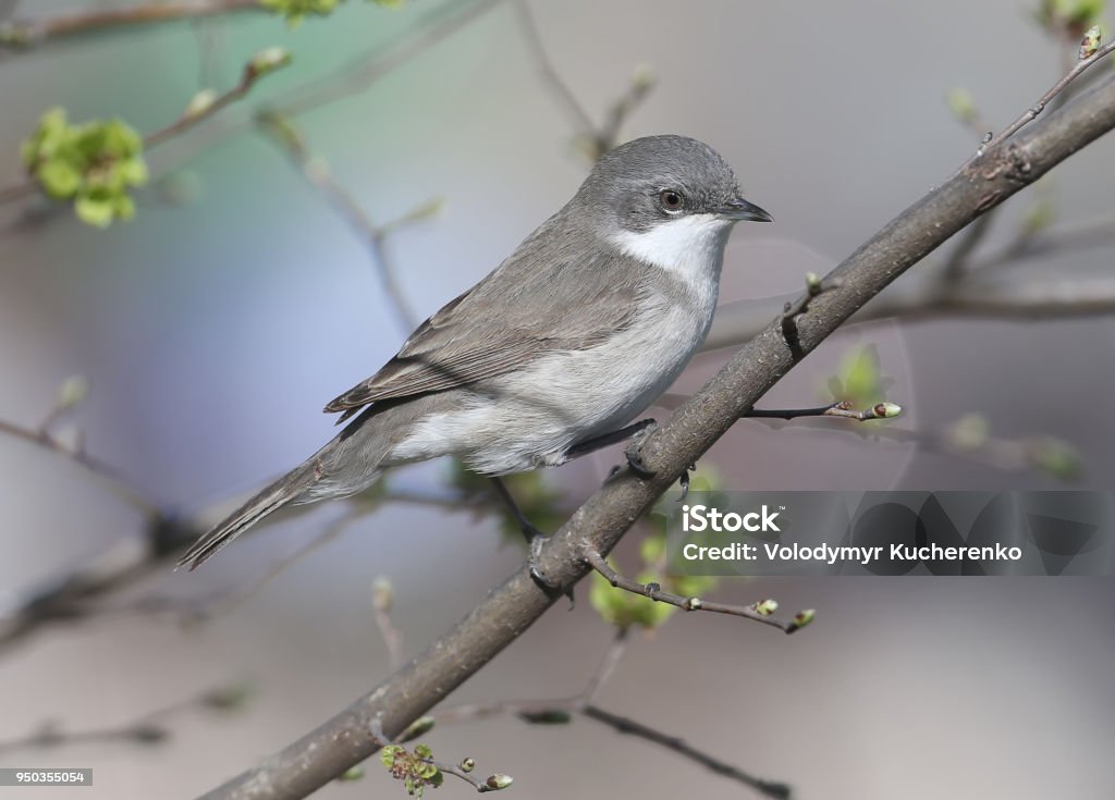 The lesser whitethroat (Sylvia curruca) sits on a branch The lesser whitethroat (Sylvia curruca) sits on a branch and looks at the camera. The bird is isolated on a blurred background. Very close up photo Animal Stock Photo