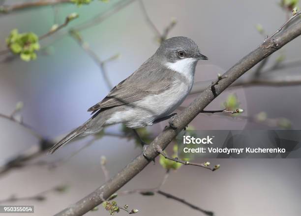 The Lesser Whitethroat Sits On A Branch Stock Photo - Download Image Now