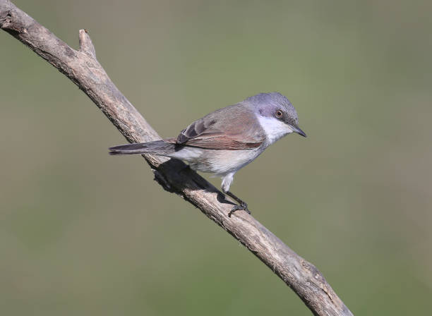 istock The lesser whitethroat (Sylvia curruca) portrait 950355062