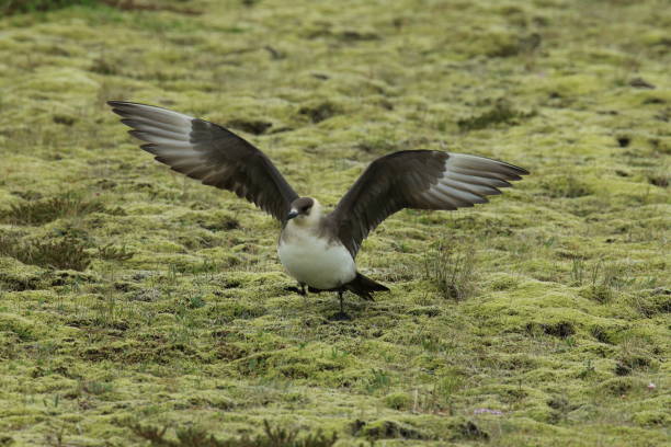 pasożytnicze jaeger (stercorarius parasiticus) islandia - richardsons skua zdjęcia i obrazy z banku zdjęć