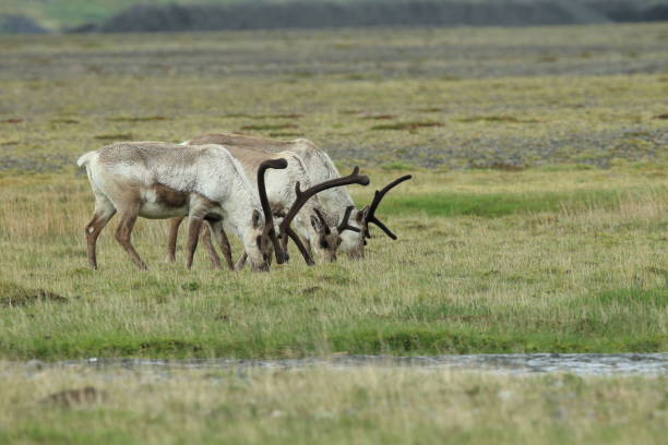 istock Reindeer at Caribou Iceland 950355834