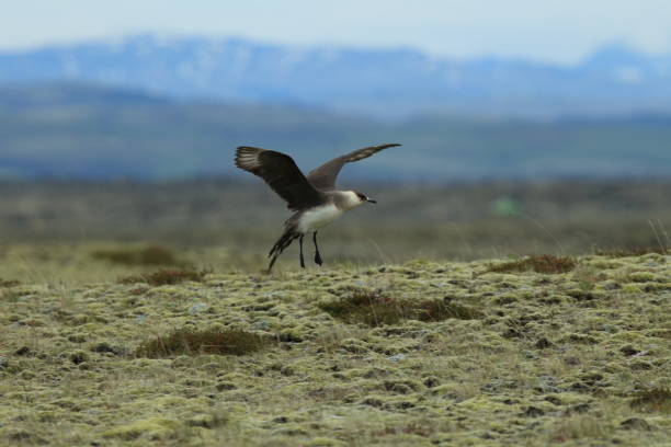 pasożytnicze jaeger (stercorarius parasiticus) islandia - richardsons skua zdjęcia i obrazy z banku zdjęć