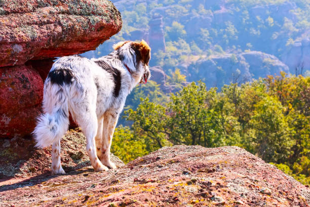 istock Dog looking at mountains view from high rock 950356180