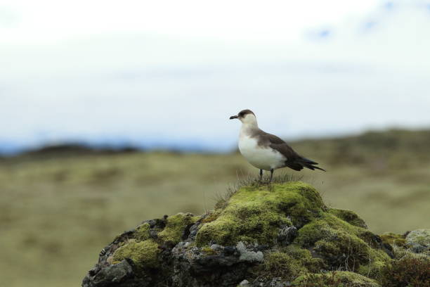 pasożytnicze jaeger (stercorarius parasiticus) islandia - richardsons skua zdjęcia i obrazy z banku zdjęć