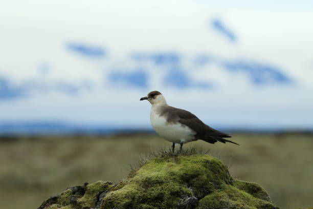 pasożytnicze jaeger (stercorarius parasiticus) islandia - richardsons skua zdjęcia i obrazy z banku zdjęć