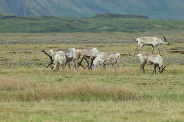 istock Reindeer at Caribou Iceland 950356444