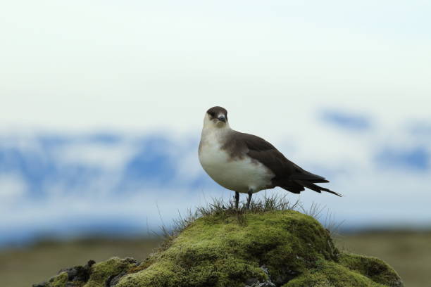 pasożytnicze jaeger (stercorarius parasiticus) islandia - richardsons skua zdjęcia i obrazy z banku zdjęć