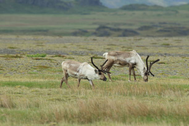 istock Reindeer at Caribou Iceland 950356528