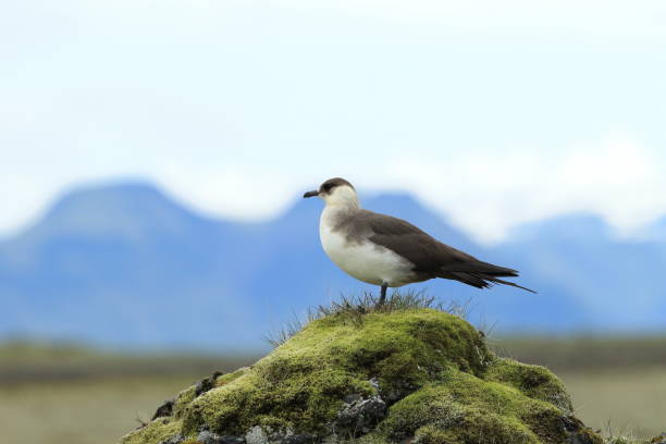 pasożytnicze jaeger (stercorarius parasiticus) islandia - richardsons skua zdjęcia i obrazy z banku zdjęć