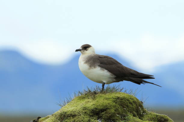 pasożytnicze jaeger (stercorarius parasiticus) islandia - richardsons skua zdj�ęcia i obrazy z banku zdjęć