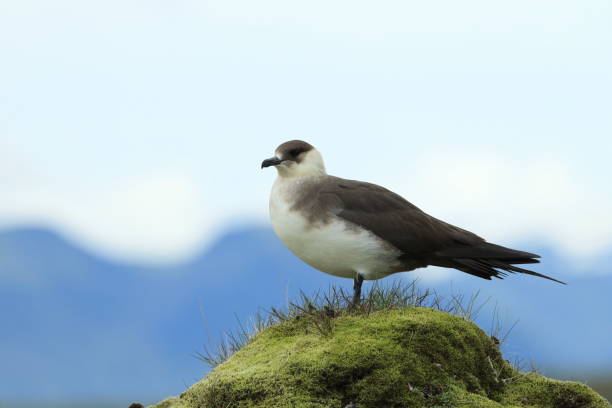 pasożytnicze jaeger (stercorarius parasiticus) islandia - richardsons skua zdjęcia i obrazy z banku zdjęć