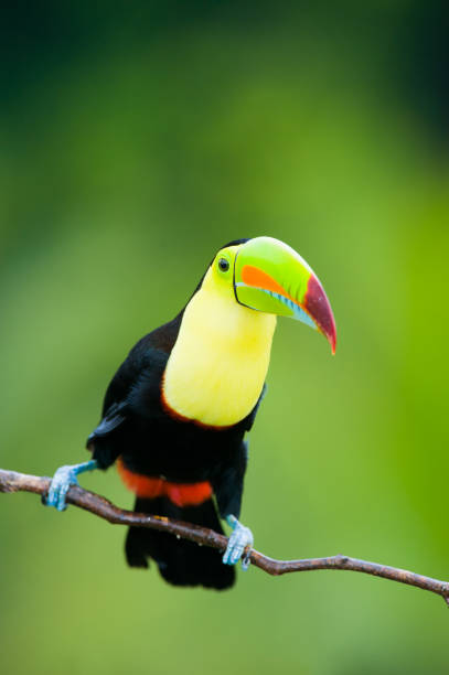 istock Keel Billed Toucan, from Central America. 950359472