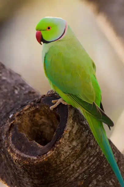 Photo of Ringneck Parakeet