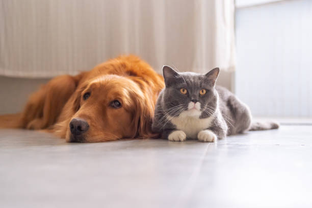 istock British shorthair cats and Golden Retriever 950359610