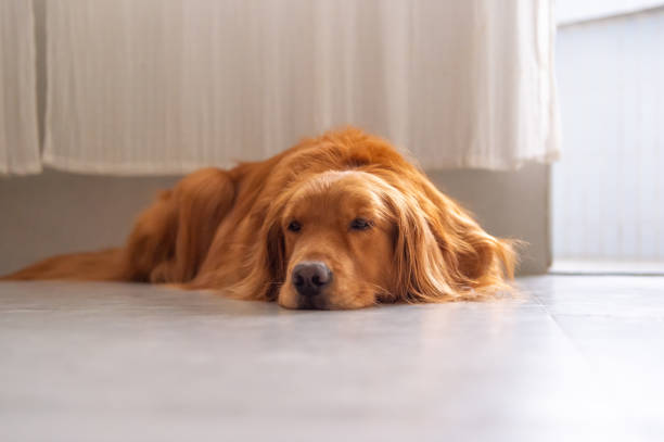 istock Lovely Golden Retriever 950359674
