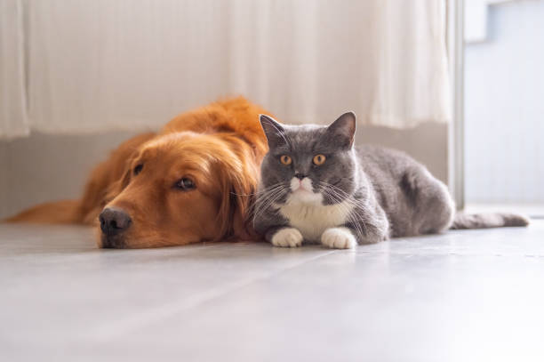 istock British shorthair cats and Golden Retriever 950359680