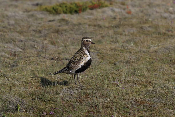 istock European golden plover (Pluvialis apricaria)  Iceland 950360022