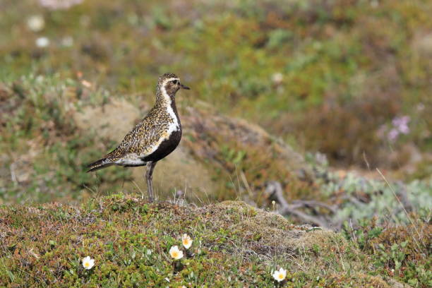 istock European golden plover (Pluvialis apricaria)  Iceland 950363734