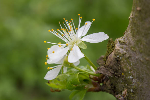 In spring, the cherry blossoms on the tree trunk