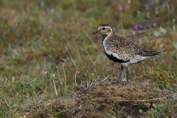 istock European golden plover (Pluvialis apricaria)  Iceland 950364430