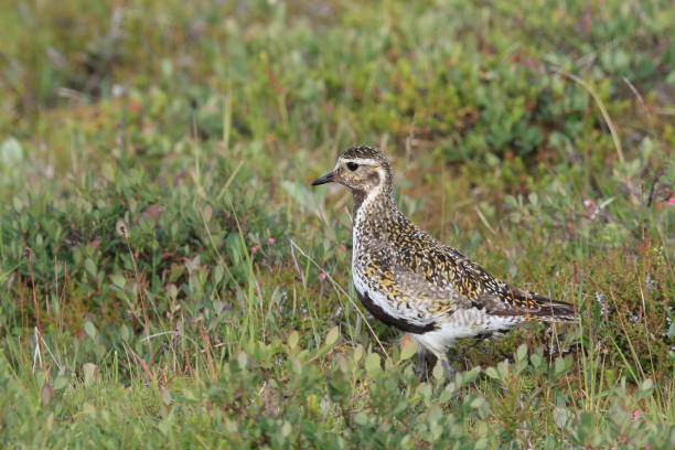istock European golden plover (Pluvialis apricaria)  Iceland 950364514