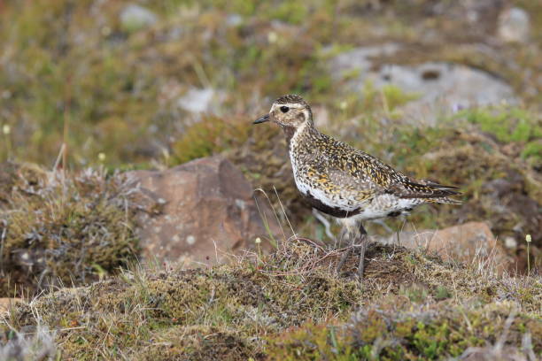 istock European golden plover (Pluvialis apricaria)  Iceland 950364570